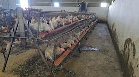 לול תרנגולות, צילום: דוברות המשטרה